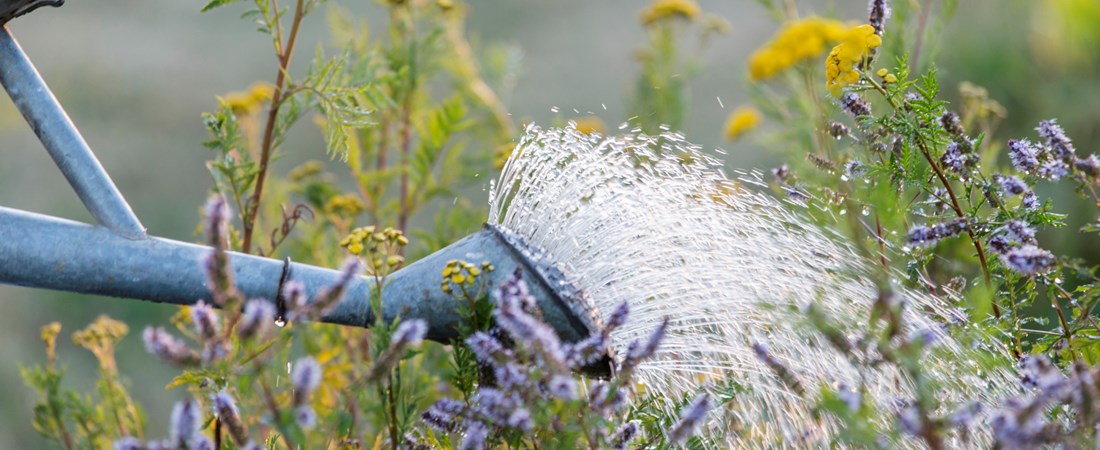 Vattenkanna vattnar blommor i trädgård.